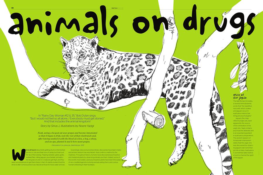 Animals on drugs