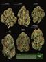 Page: - 15 | High Times