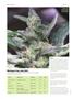 Page: - 70 | High Times