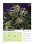 Page: - 78 | High Times