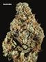 Page: - 79 | High Times