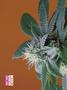 Page: - 80 | High Times