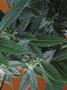 Page: - 81 | High Times