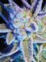 Page: - 82 | High Times