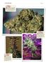 Page: - 146 | High Times