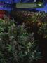 Page: - 17 | High Times