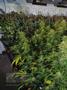Page: - 72 | High Times