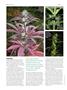 Page: - 78 | High Times