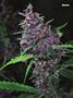 Page: - 79 | High Times