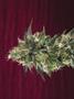 Page: - 80 | High Times