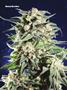 Page: - 82 | High Times
