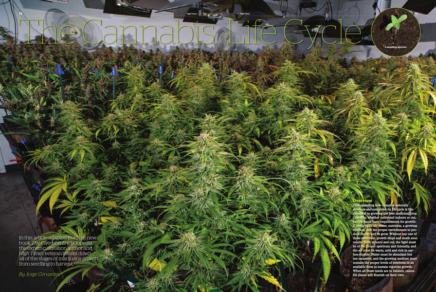 The Cannabis Life Cycle