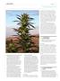 Page: - 130 | High Times