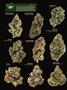 Page: - 18 | High Times
