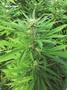 Page: - 83 | High Times