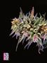Page: - 84 | High Times