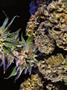Page: - 85 | High Times
