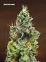Page: - 86 | High Times