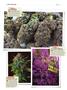 Page: - 146 | High Times