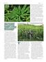 Page: - 76 | High Times