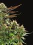 Page: - 81 | High Times