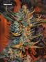 Page: - 82 | High Times