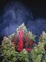 Page: - 14 | High Times