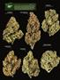 Page: - 18 | High Times