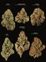 Page: - 19 | High Times