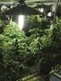 Page: - 75 | High Times