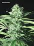 Page: - 79 | High Times