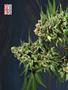 Page: - 80 | High Times