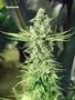 Page: - 82 | High Times