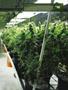 Page: - 17 | High Times
