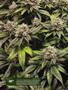 Page: - 18 | High Times