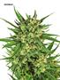 Page: - 79 | High Times