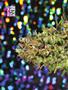 Page: - 80 | High Times