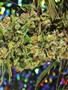 Page: - 81 | High Times