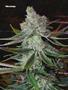 Page: - 82 | High Times
