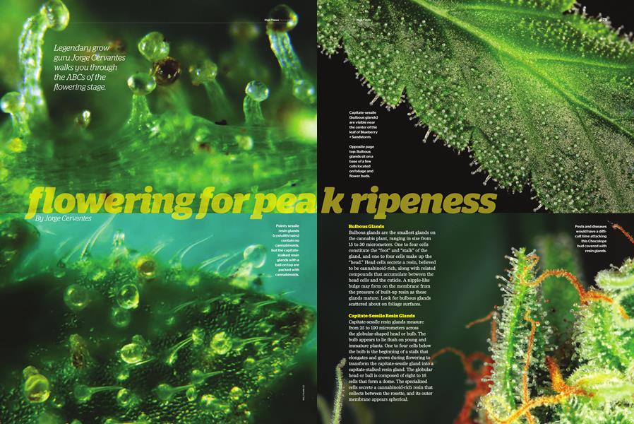 flowering for peak ripeness