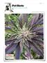 Page: - 144 | High Times