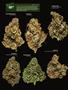 Page: - 18 | High Times