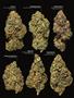 Page: - 19 | High Times