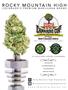 Page: - 43 | High Times