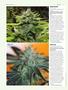Page: - 76 | High Times