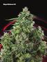 Page: - 79 | High Times