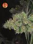 Page: - 80 | High Times
