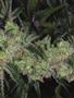 Page: - 81 | High Times