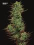 Page: - 82 | High Times