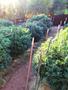 Page: - 15 | High Times